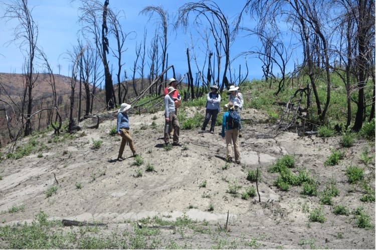 Six researchers in sun hats stand on a beige hill with black trees charred by wildfire behind them