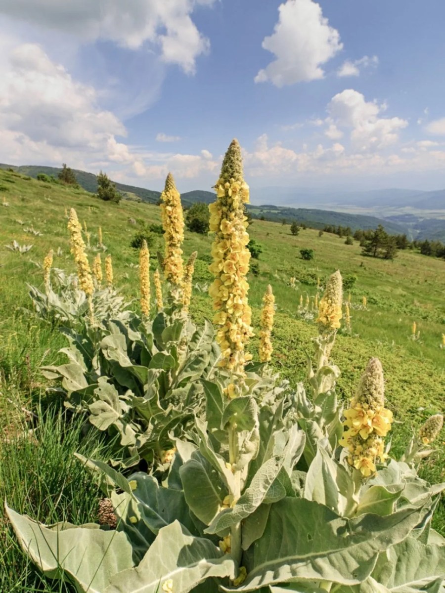 Mullein (Verbascum thapsus) - one of the 6 Herbs for Lung Health Naturally