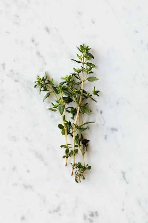 Thyme - one of the 6 Herbs for Lung Health Naturally