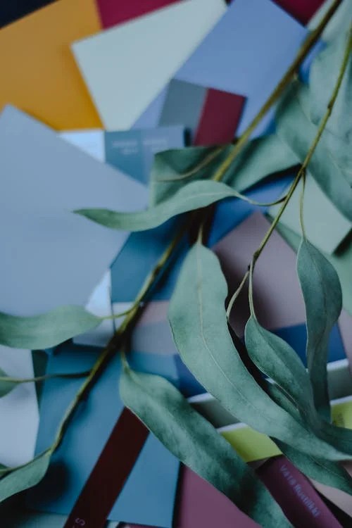 Eucalyptus - one of the 6 Herbs for Lung Health Naturally