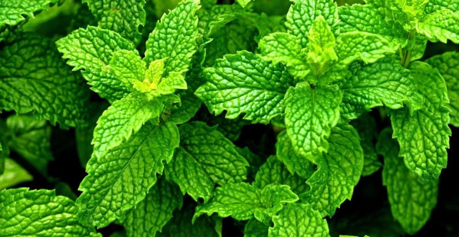 Peppermint - one of the 6 Herbs for Lung Health Naturally