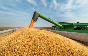 Запаси пшениці в Україні збільшаться на 10%
