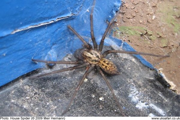 Common House Spider - Spiders in Sutton Massachusetts