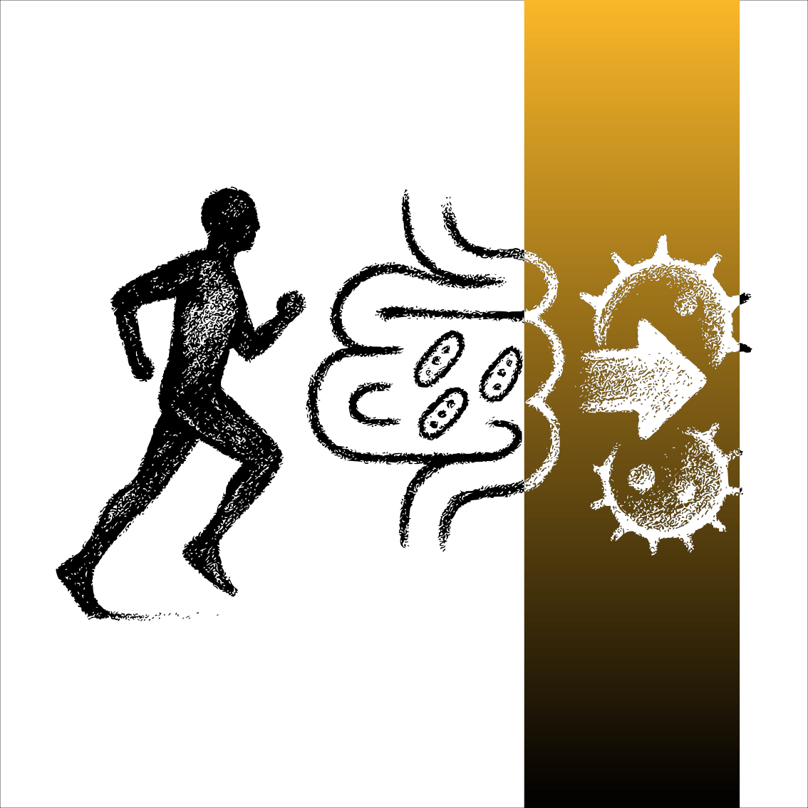 Dessin au fusain représentant une silhouette en mouvement, un intestin stylisé et une cellule immunitaire, symbolisant l’effet de l’exercice sur le microbiote et l’immunité contre le cancer