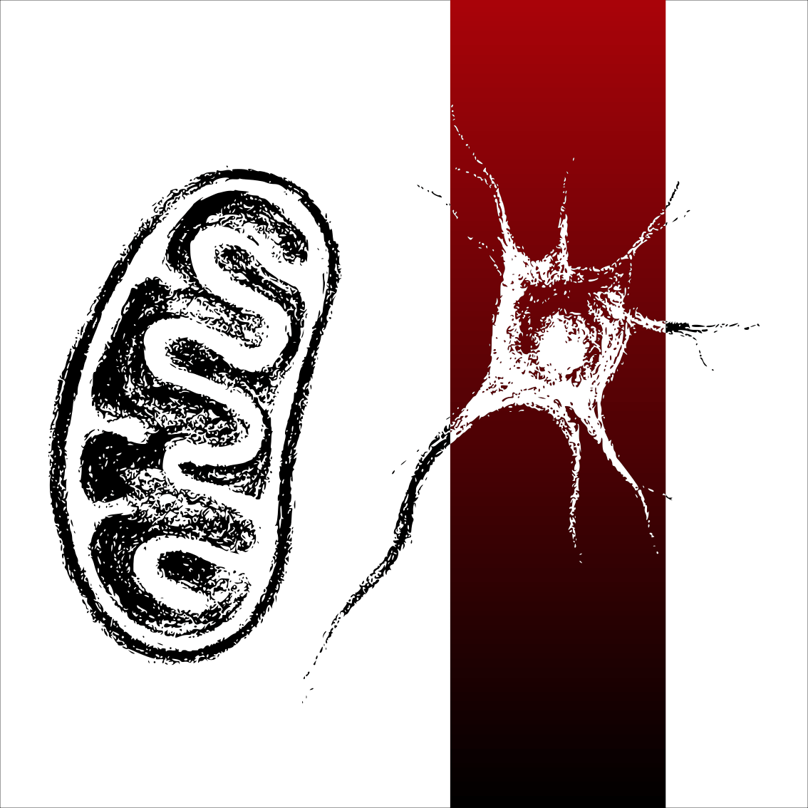 Dessin au fusain minimaliste représentant une mitochondrie et un neurone, symbolisant le lien entre énergie cellulaire et santé cérébrale