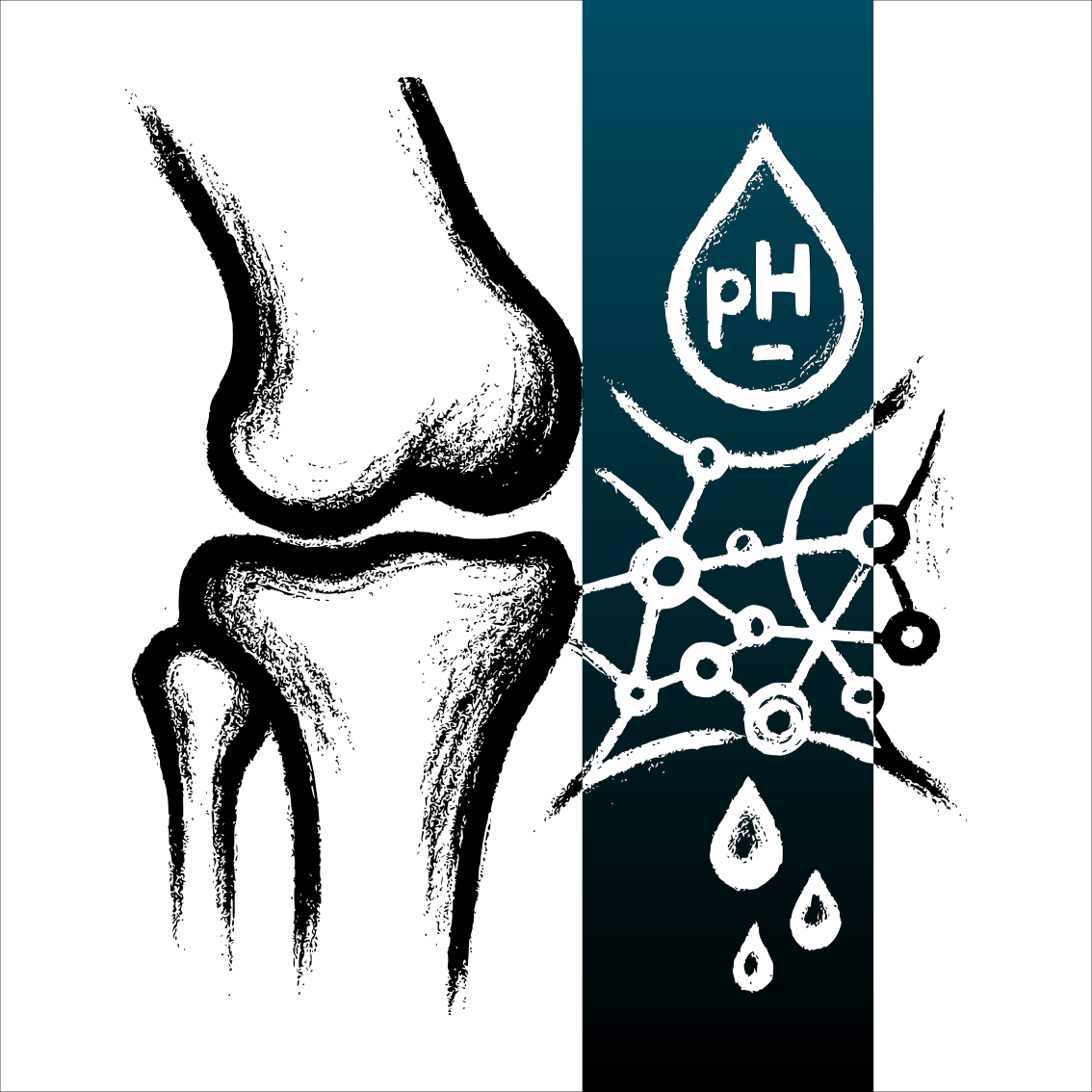 Dessin au fusain minimaliste montrant un genou stylisé et un réseau d’hydrogel évoquant des complexes hôte–invité pH-sensibles qui libèrent des gouttes de médicament