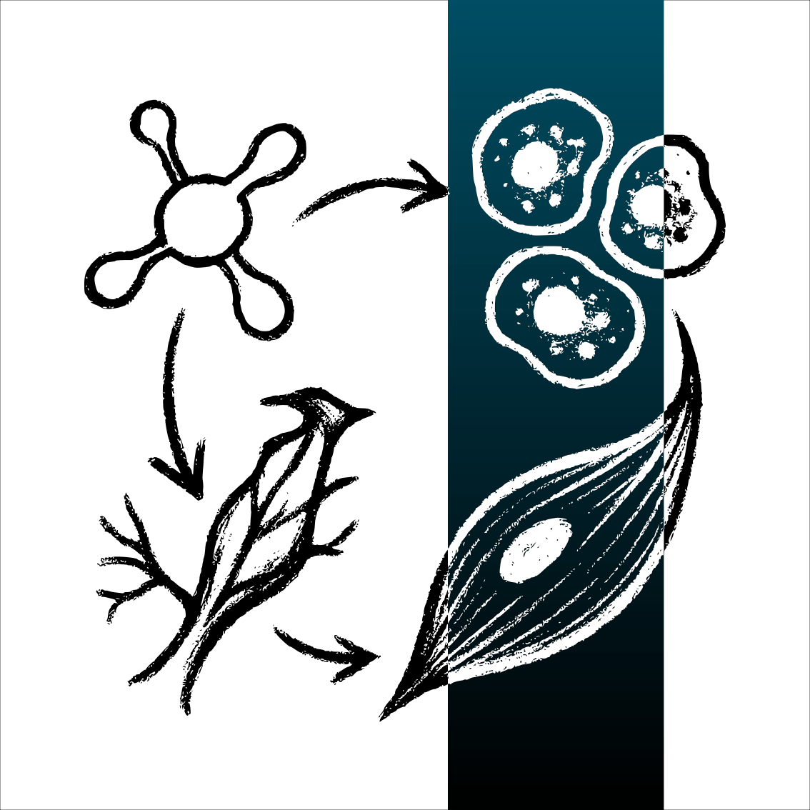 Dessin au fusain montrant la protéine HMGB1 circulante et son impact sur des cellules vieillissantes et musculaires