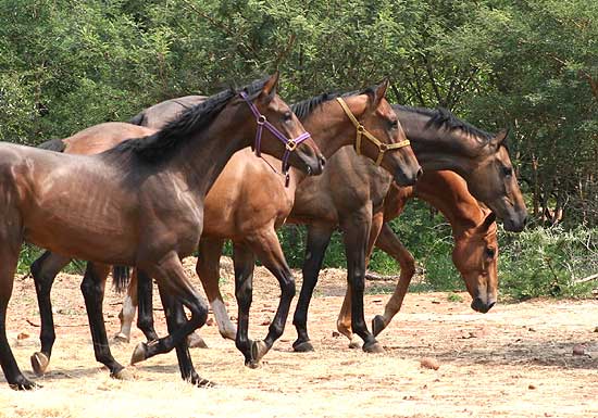 Big 5 Safari South Africa Horse Riding Holidays