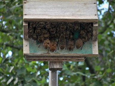 147 1 create a simple bat house with scrap hardwood flooring to keep away insects. Bat Houses Unique Birdhouse Boutique