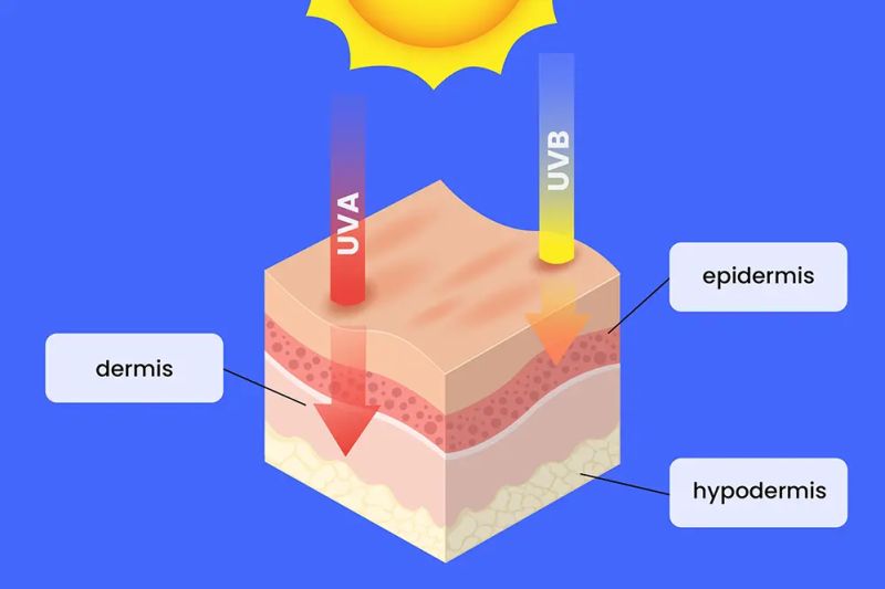 Understanding The Difference Between Uva Uvb And Uvc Rays Unitop - Premium Colorful Illustration Gallery - Ultra HD
