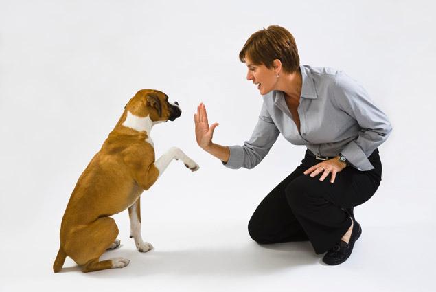 Dog behavior modification in jacksonville, fl