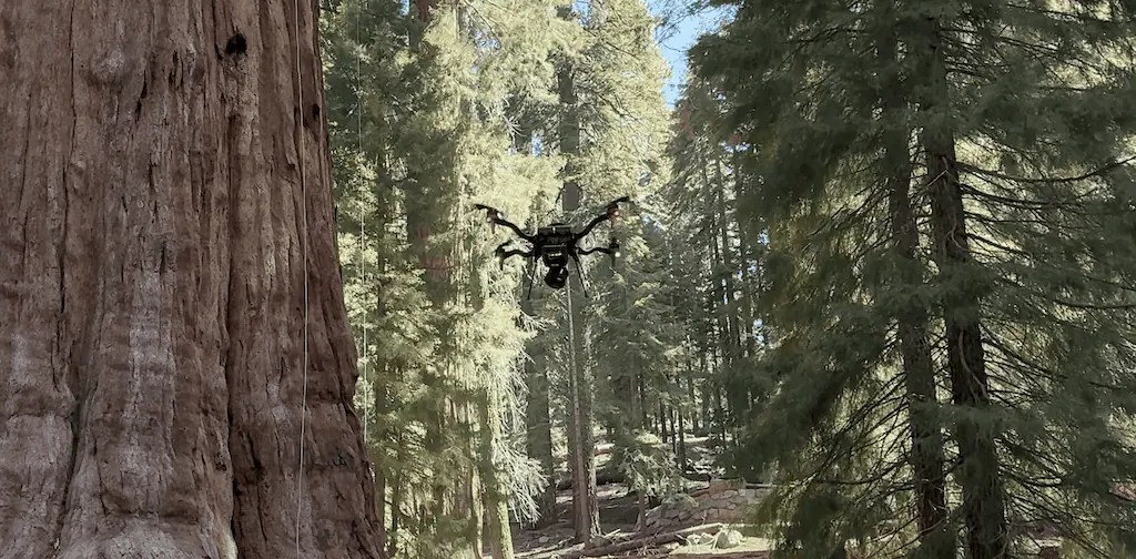 Mesh rider radios used to inspect world's largest tree
