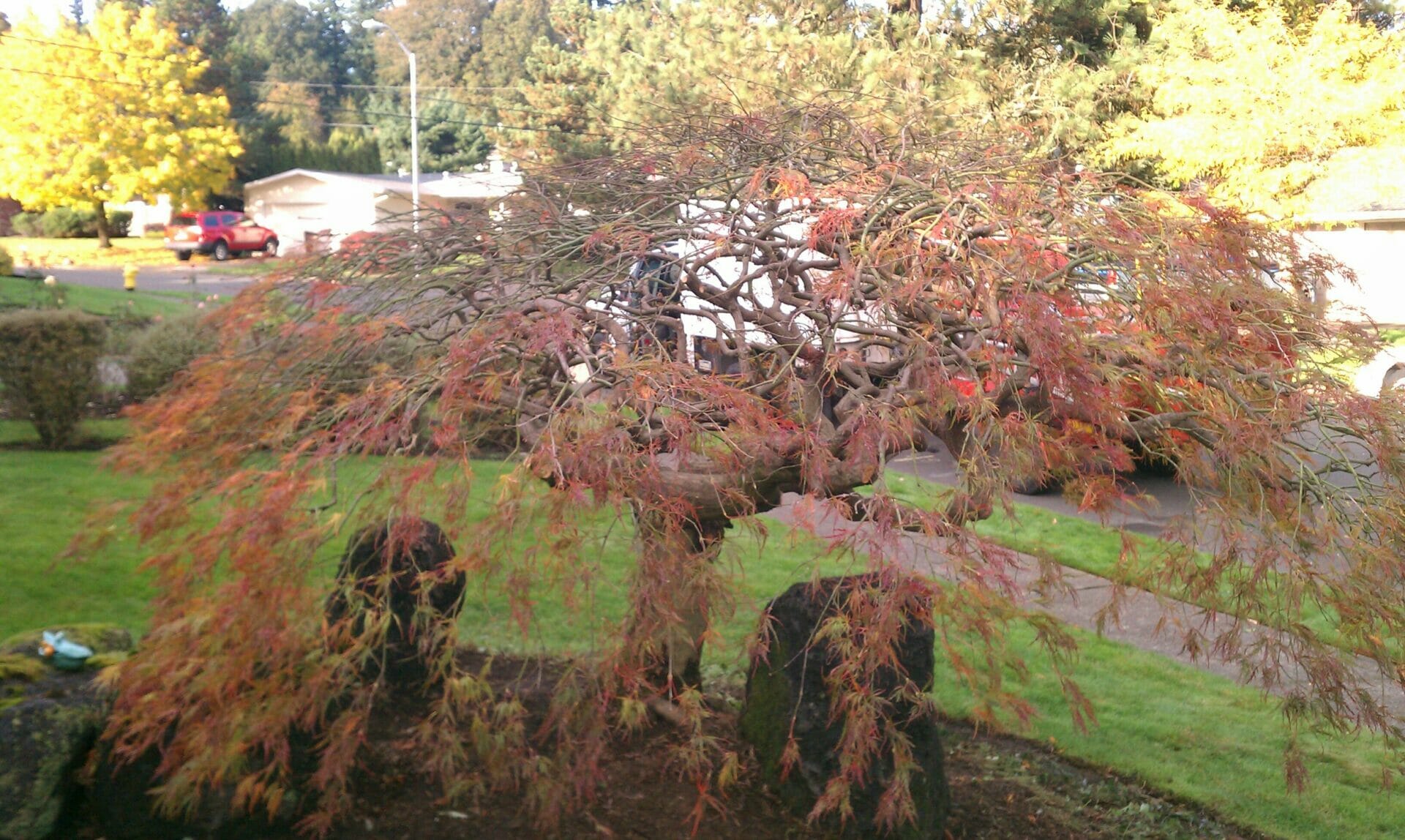 Acer Bloodgood Japanese Maple Tree Mail Order Trees