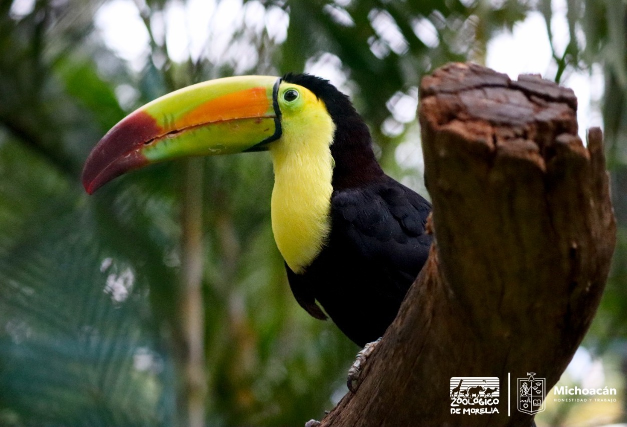 Invita el Zoológico de Morelia a conocer el tucán piquiverde