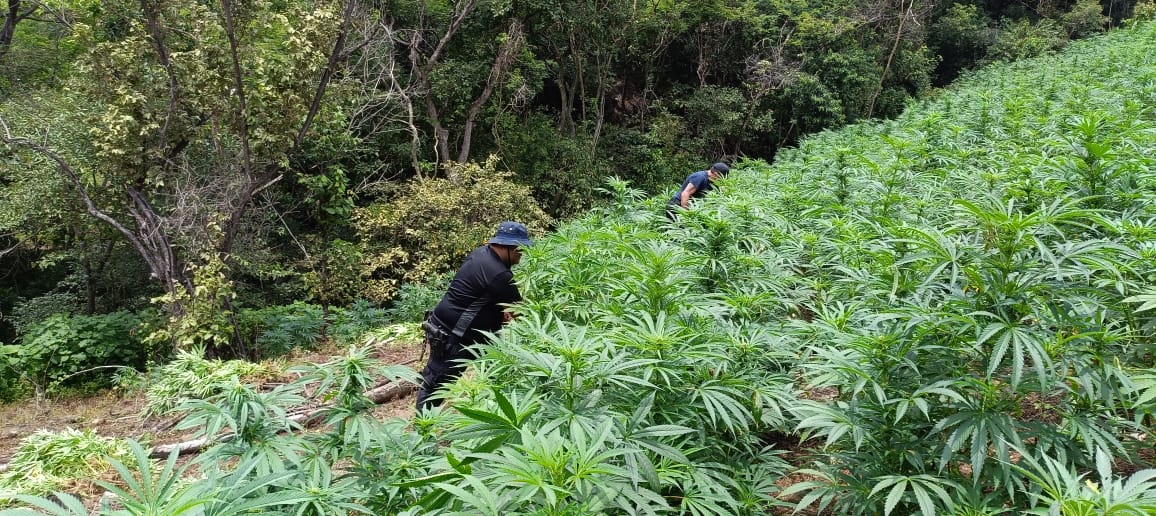 En Tuzantla, SSP y Defensa incineran más de mil 820 kilogramos de marihuana