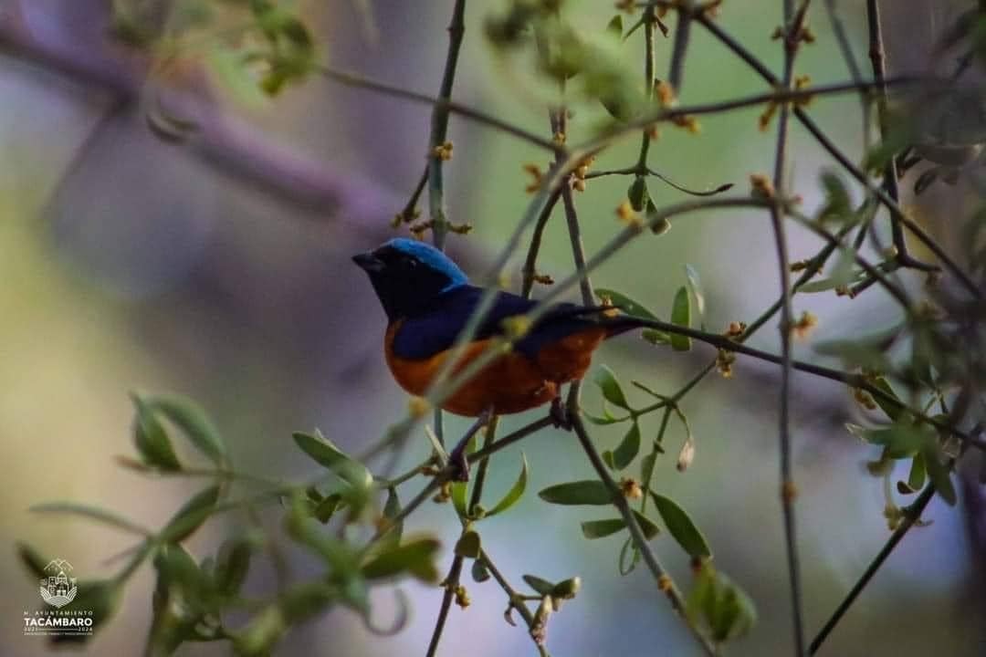 Inicia el Festival de Aves en Michoacán: Sectur
