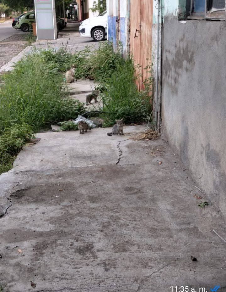  Matrimonio abandona 50 gatos en Apatzingán; CEAM pide apoyo municipal inmediato
