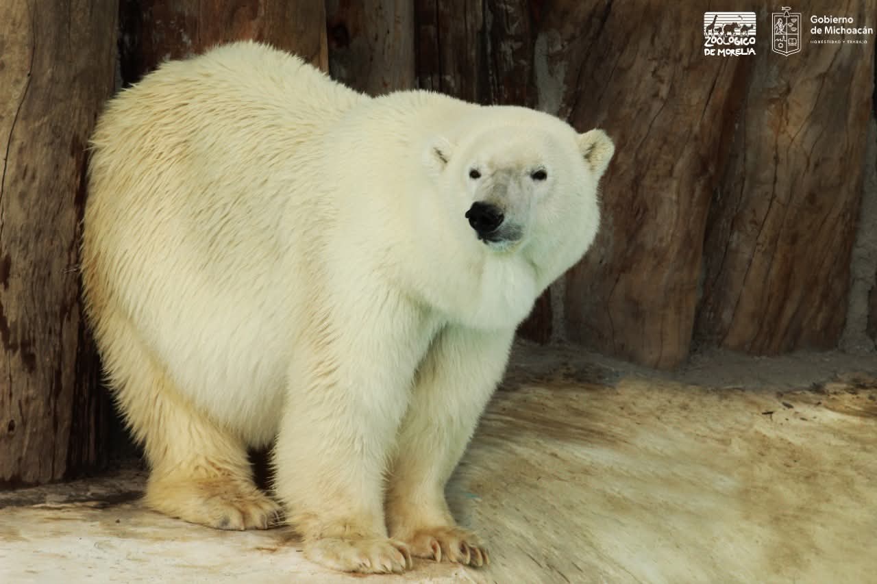 ¡Hola de nuevo, Yupik! Osa polar regresa a Morelia