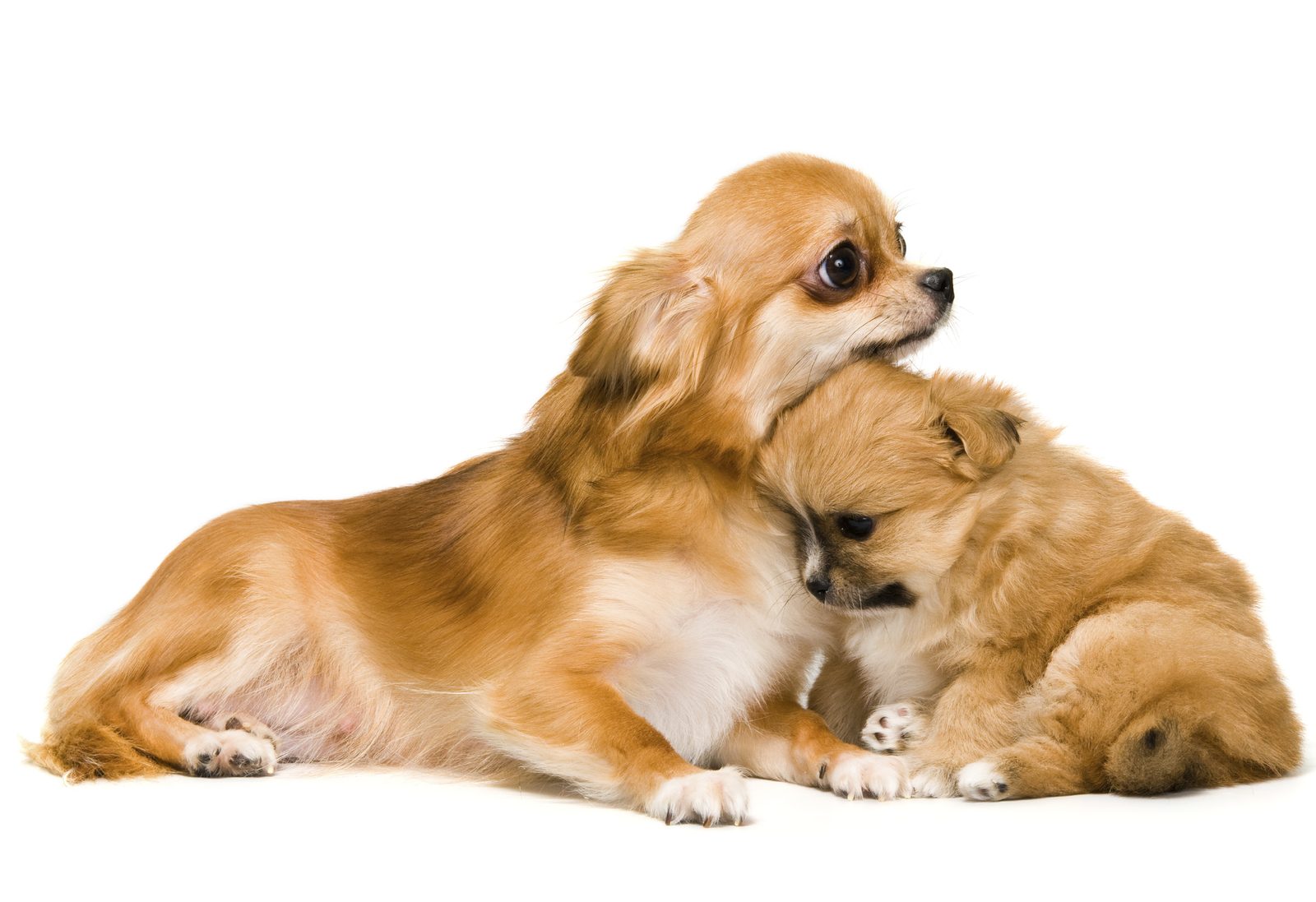 Does Pet Insurance Protect Pregnancy Breeding In Dogs Cats