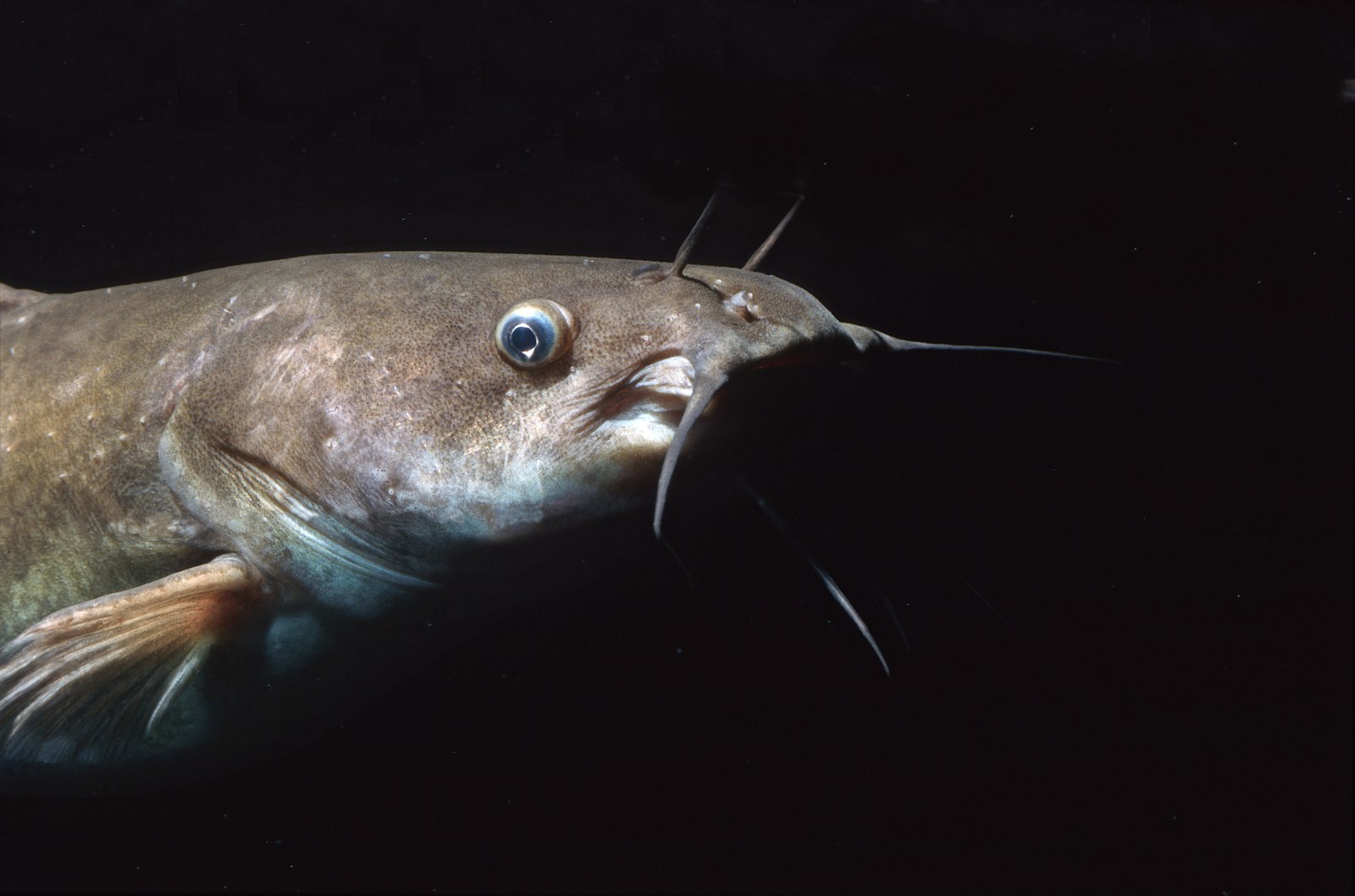 August is national catfish month