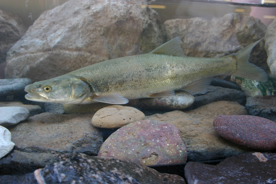 The Colorado Pikeminnow and Fish Migration US Represented
