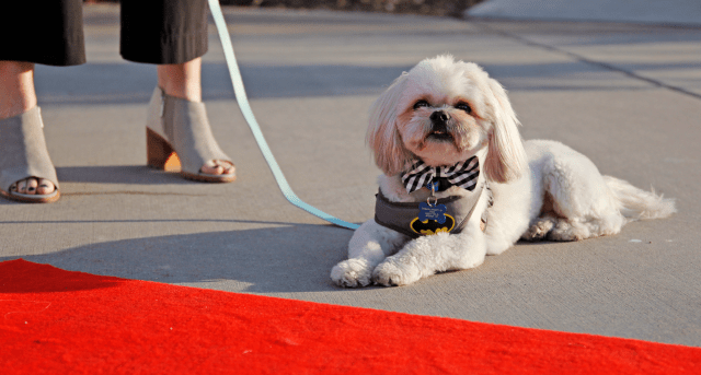 Small white dog on a red carpet