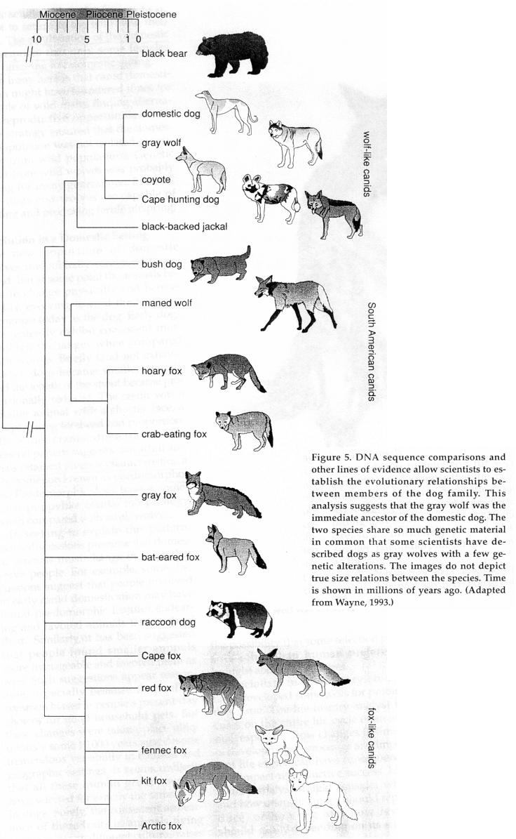 Canidae
