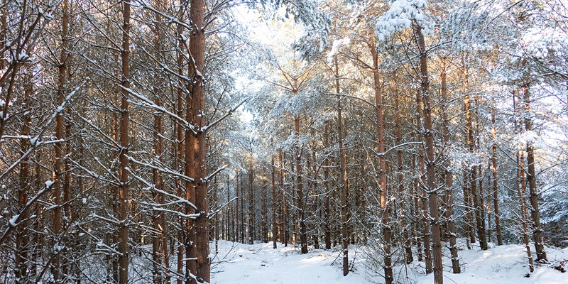 Song of ice and footprints - a nature-writing workshop