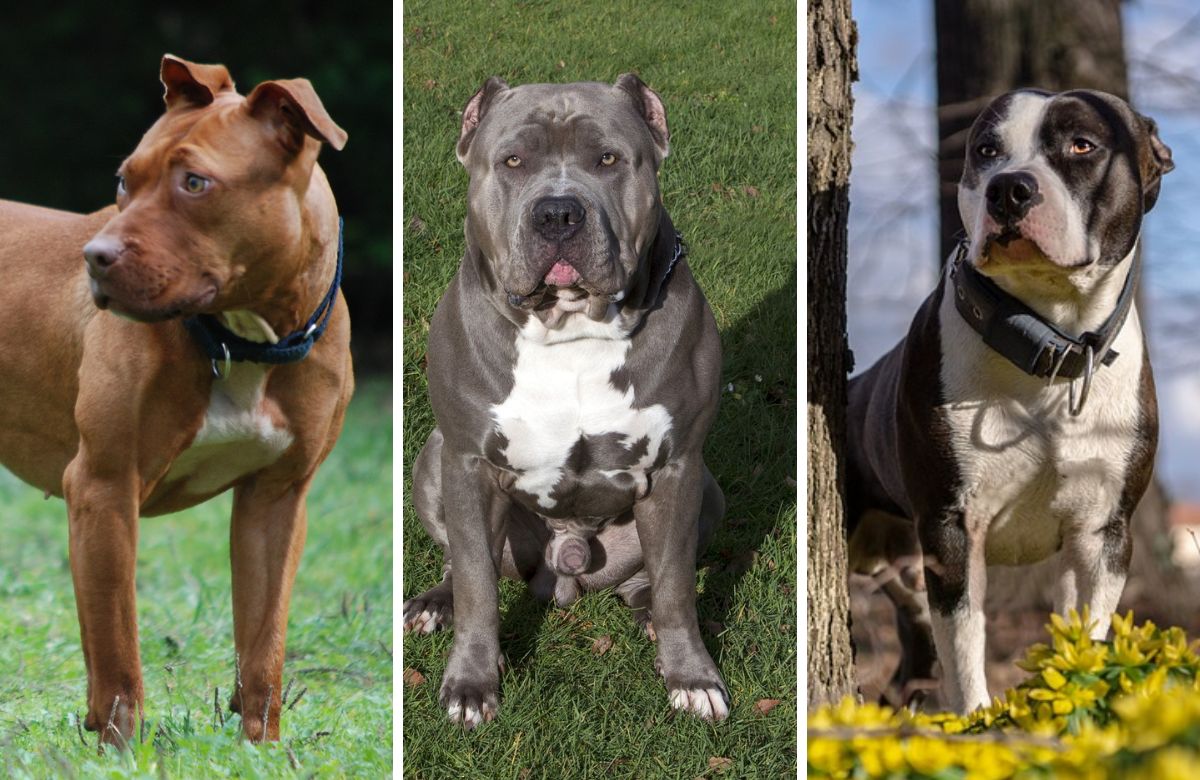 Different breeds and types of pitbulls: learn about their distinctive traits!