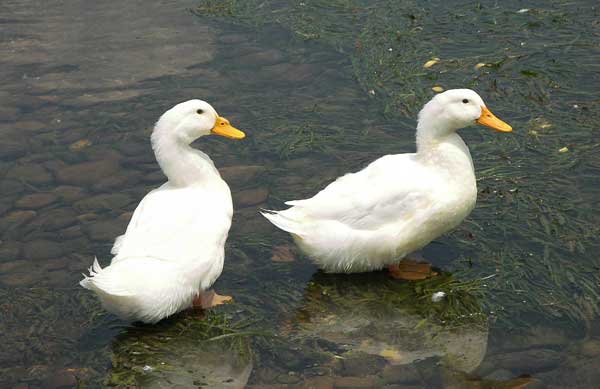 ducks
