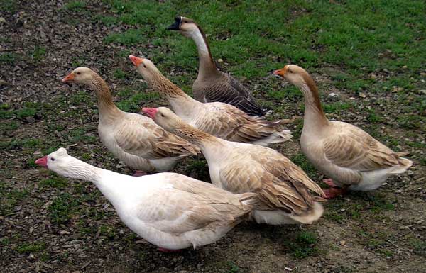 geese