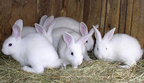 rabbits