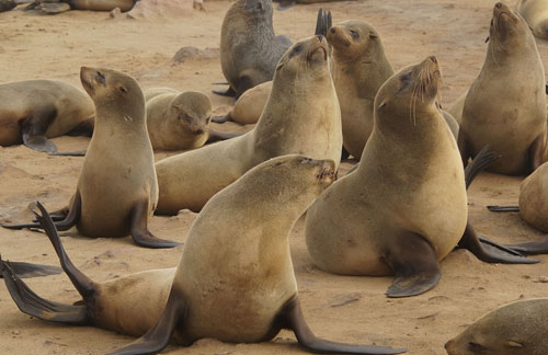 seals