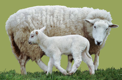 sheep-for-uggs