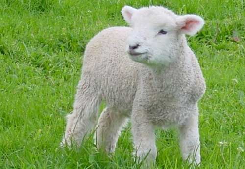 sheep-lamb