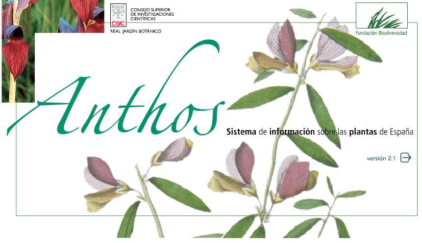 anthos