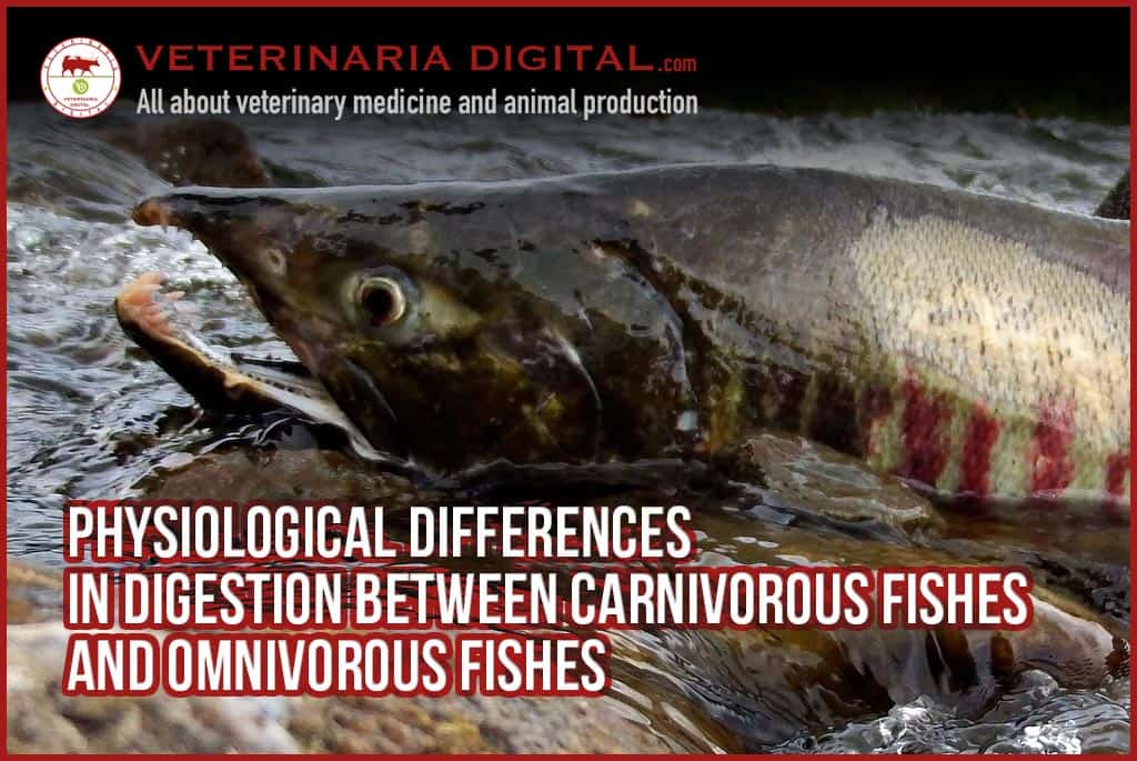 Differences in digestion between carnivorous fishes and omnivorous fishes