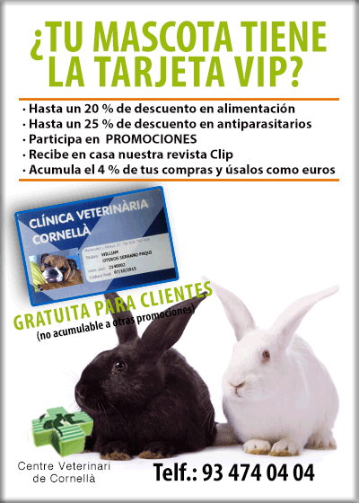 Entendiendo El Comportamiento Del Conejo Veterinario Exoticos