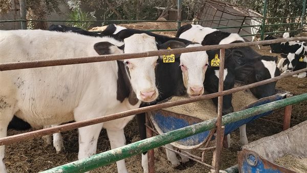 الزراعة: الدولة تبذل جهودا كبيرة لتطوير الإنتاج الحيواني | فيديو