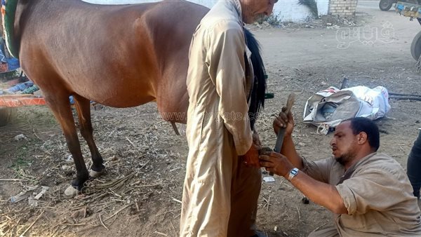  &ldquo;البيطار&rdquo; مهنة تقاوم الاندثار.. تركيب حدوات الخيول والحمير تحمي الدابة من الأرض الصلبة.. ووسائل النقل الحديثة أثرت سلبًا على العاملين بها | صور 