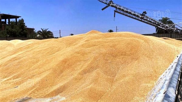 متى يصل القمح الأوكراني والروسي مصر.. القابضة للصوامع تفجر مفاجأة| فيديو
