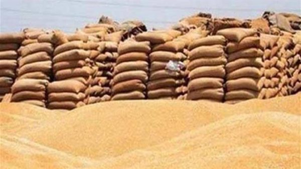 توريد 138 ألف طن قمح إلى شون وصوامع الفيوم 