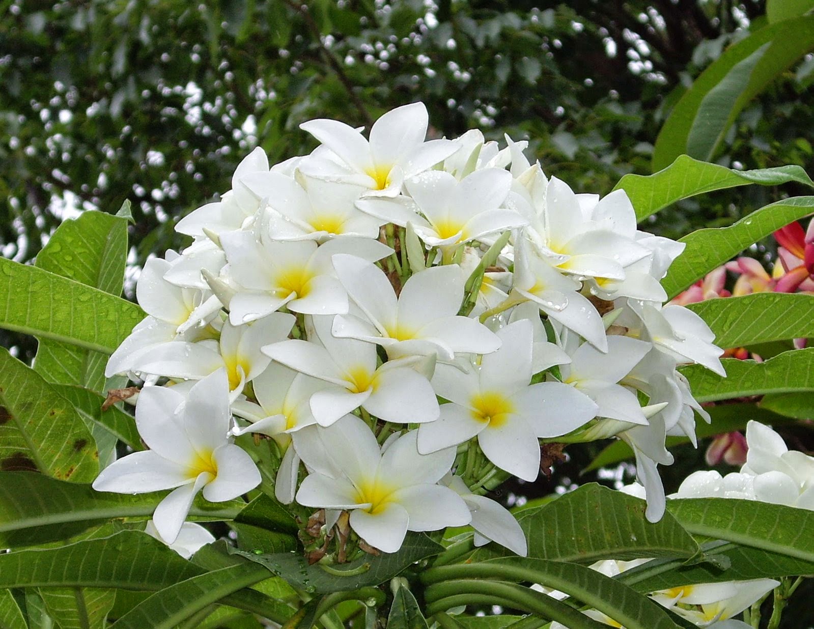 Significado Flores Jacinto, Jazmín, Jazmín blanco, jazmín real...