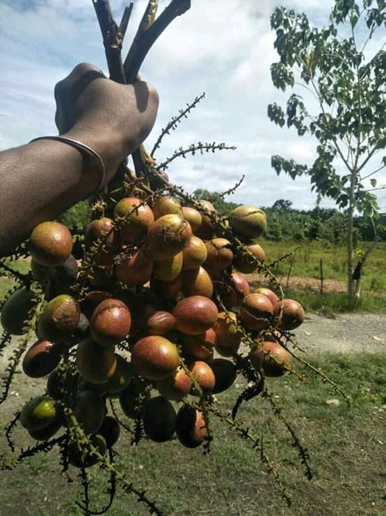 Buah Matoa Khas Papua, Sedap dan Sehat - Vibizmedia.com