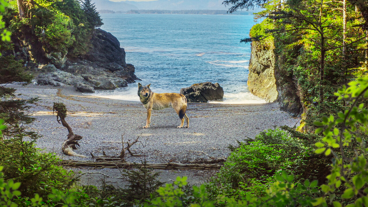 New documentary series about Vancouver Island wildlife arrives on
