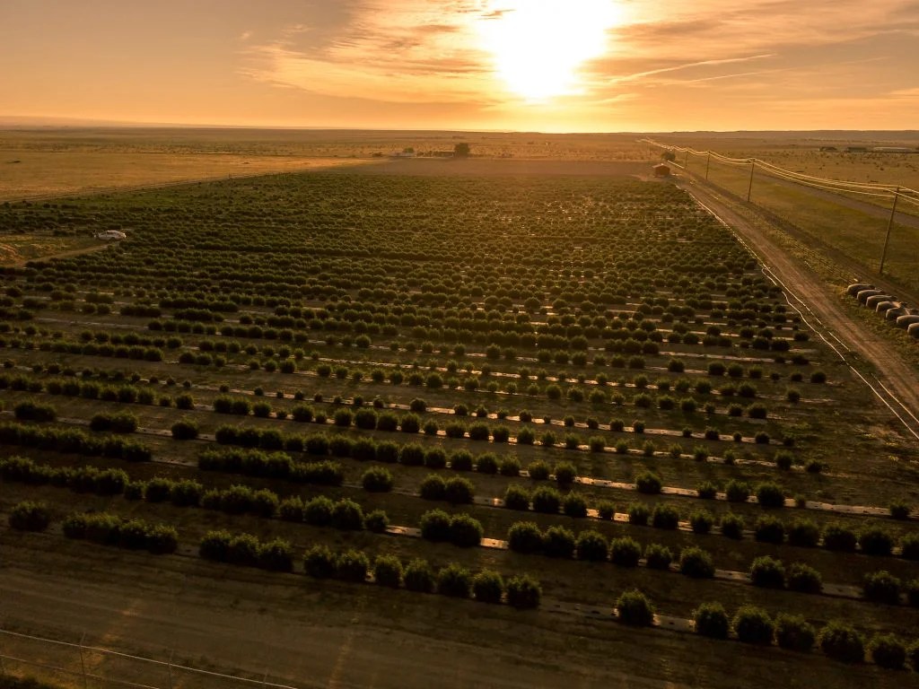 veritas farms