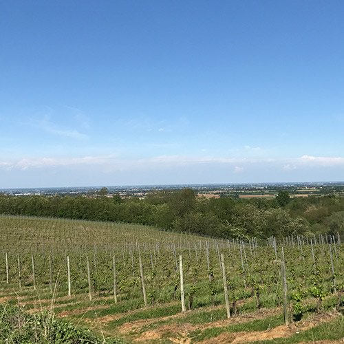 primavera in vigna
