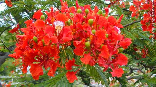 The Flamboyant Tree So Much More Than A Plain Old Tree