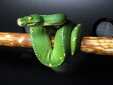 Green Tree Python Care Sheet Viridispython