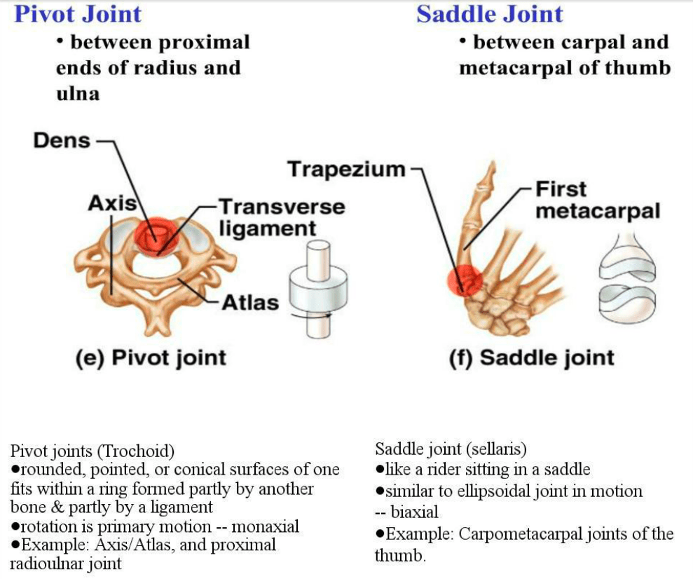 The condyloid joint is found at the wrist. Study Notes